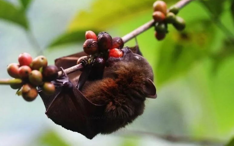 Фермеры Мадагаскара предлагают партию кофе из ягод, покусанных летучими мышами 